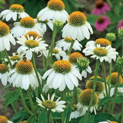 Echinacea purpurea Pas702918 (PowWow® White Coneflower)