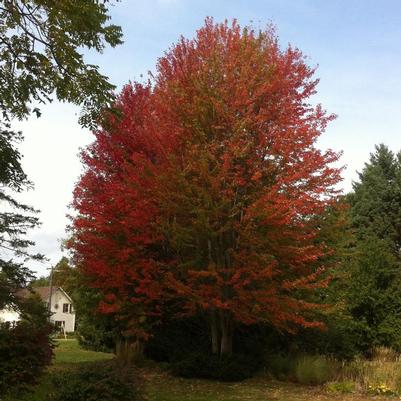 Acer rubrum 