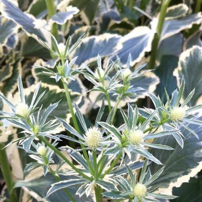 Eryngium planum Jade Frost