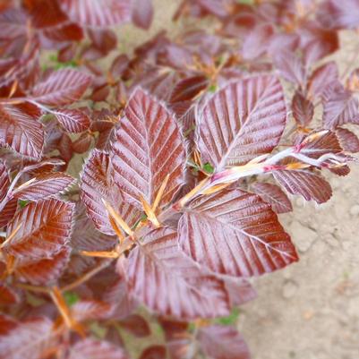 Fagus sylvatica Purpurea