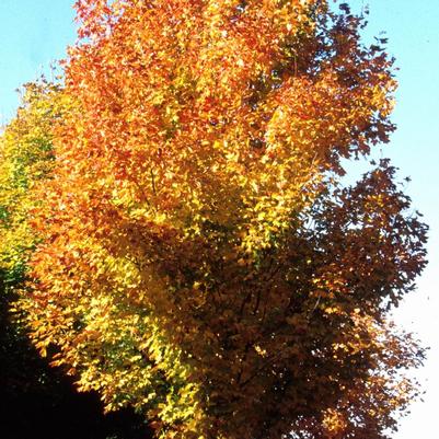 Acer saccharum Green Mountain