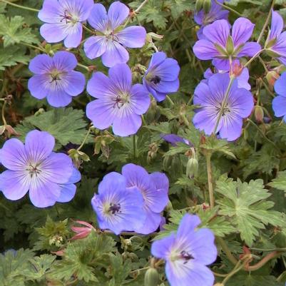 Geranium x Gerwat (Rozanne Cranesbill)