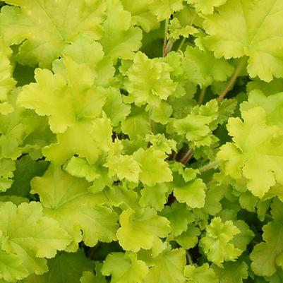 Heuchera x Lime Marmalade