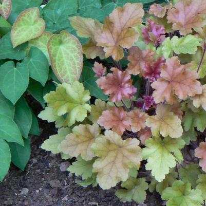 Heuchera x Marmalade