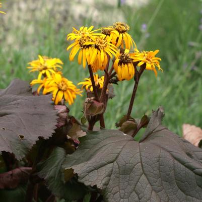 Ligularia dentata Desdemona