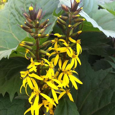 Ligularia x Little Rocket