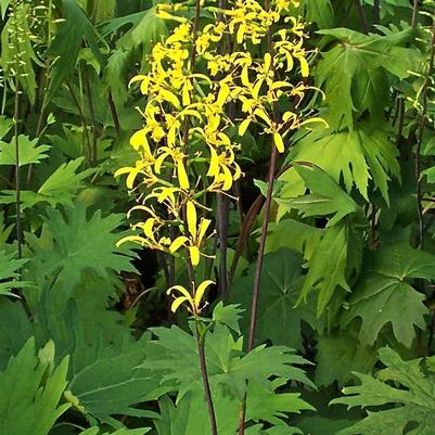 Ligularia przewalskii 