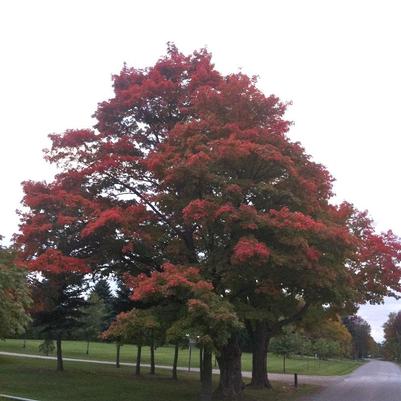 Acer saccharum 