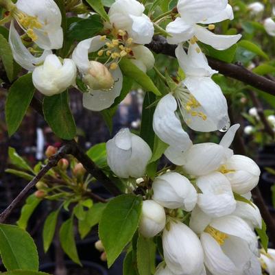 Malus Spring Snow