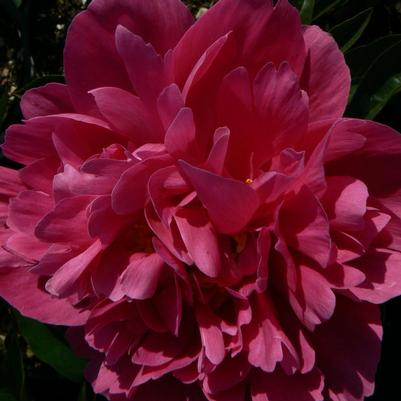 Paeonia Kansas (Peony)