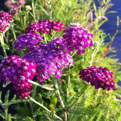 Achillea millefolium Kirschkonigin