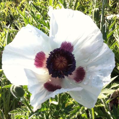 Papaver orientale Royal Wedding