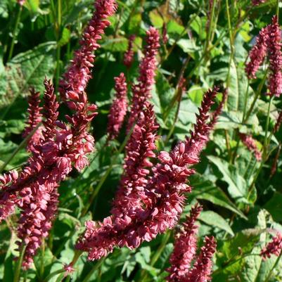 Persicaria amplexicaulis Firetail