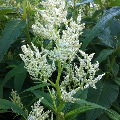 Persicaria polymorpha 