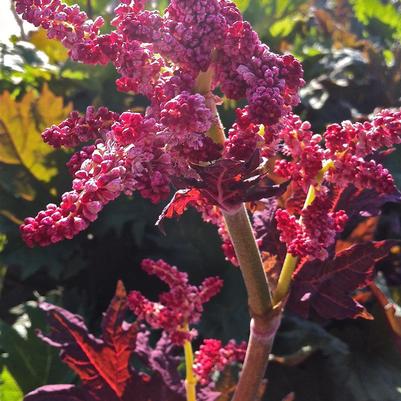 Rheum palmatum var. tanguticum 