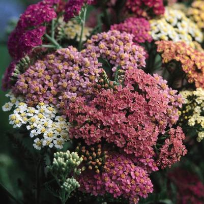 Achillea millefolium Summer Pastels