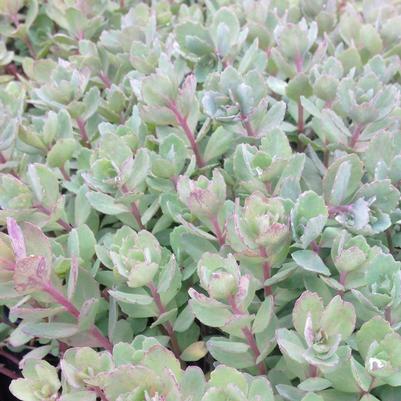 Sedum x Vera Jameson