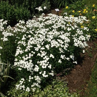 Achillea ptarmica The Pearl Group The Pearl