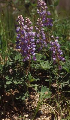 Lupinus perennis 