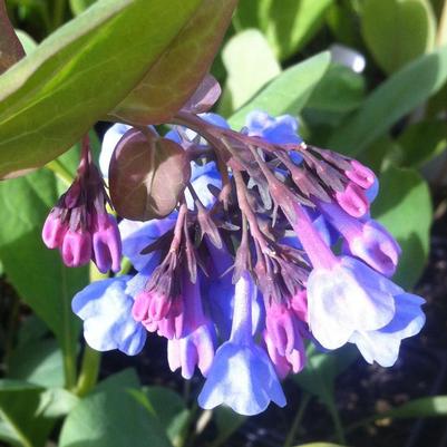 Mertensia virginica 