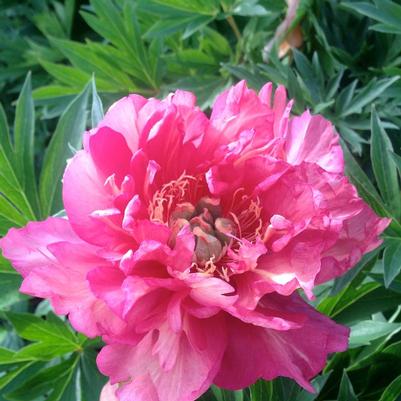 Paeonia itoh Julia Rose