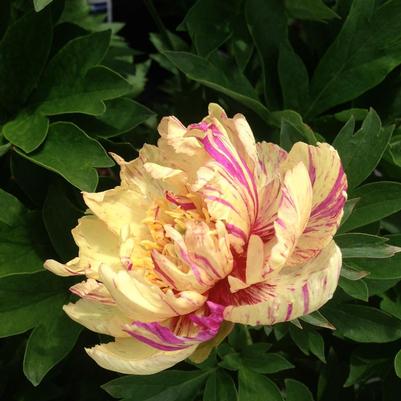 Paeonia itoh Lollipop