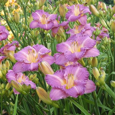 Hemerocallis Entrapment