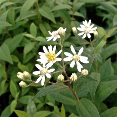 Aster umbellatus 