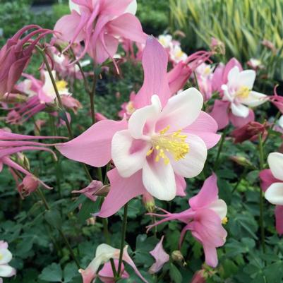 Aquilegia x Robin