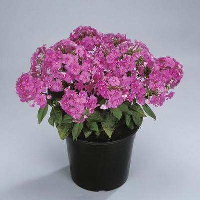 Phlox paniculata Barfourteen