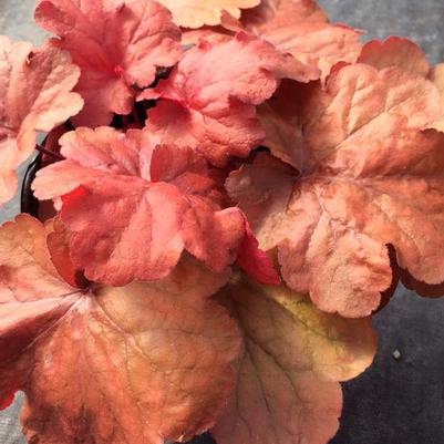 Heuchera x Fire Alarm