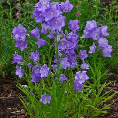 Campanula persicifolia Takion Blue