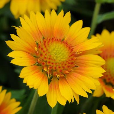 Gaillardia x grandiflora Peach