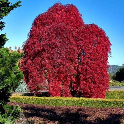 Acer palmatum dissectum Inaba Shidare