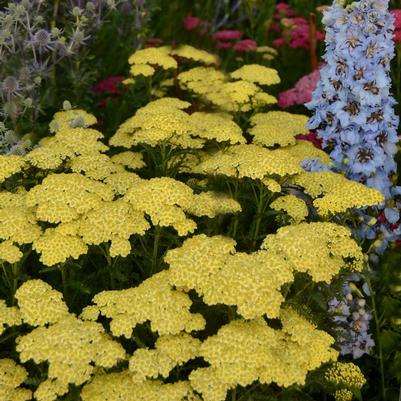 Achillea millefolium Blooms of Bressingham® Seduction™ Sunny Seduction