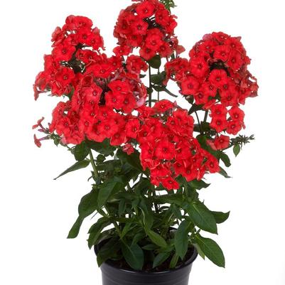 Phlox paniculata Red Flame