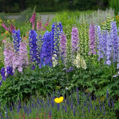 Delphinium elatum Mini Stars