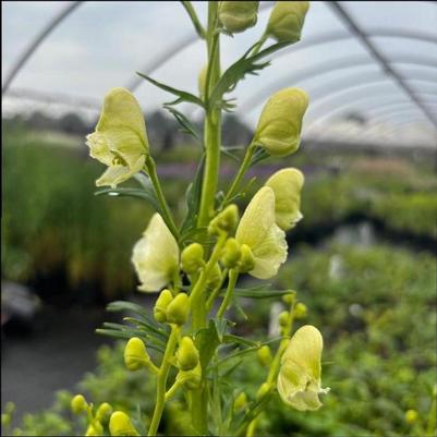 Aconitum napellus Album