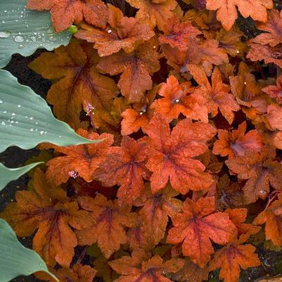 Heucherella x Pumpkin Spice