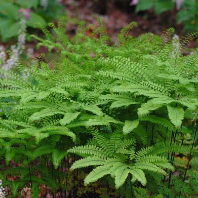 Adiantum pedatum 