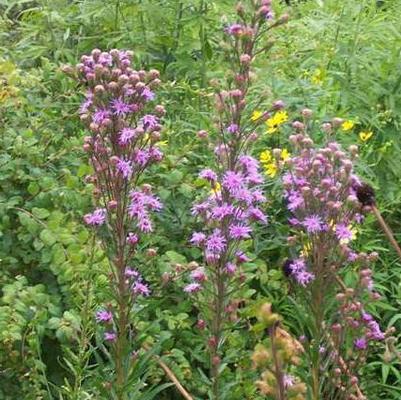 Liatris ligulistylis 