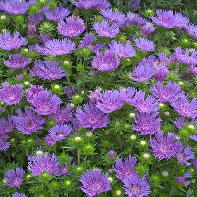 Stokesia laevis Peachie's Pick