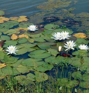 Nymphaea odorata 