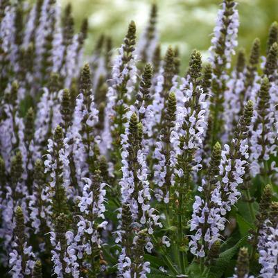 Salvia nemorosa Bumblesky