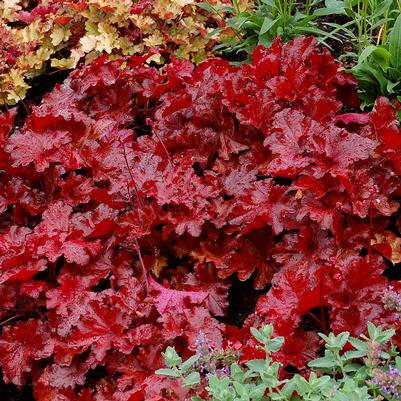 Heuchera x TNHEUFR