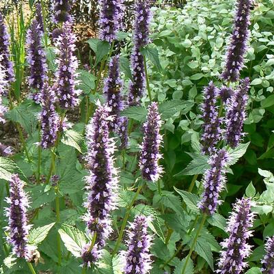 Agastache x Black Adder