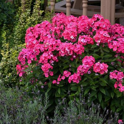 Phlox paniculata Glamour Girl