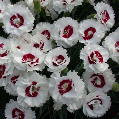 Dianthus x WP05 Yves