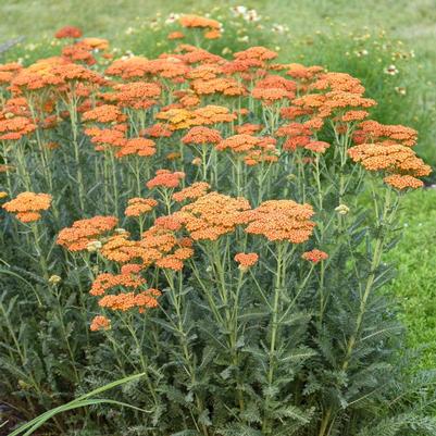 Achillea x Sassy Summer Sunset