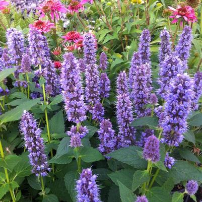 Agastache foeniculum Blue Fortune